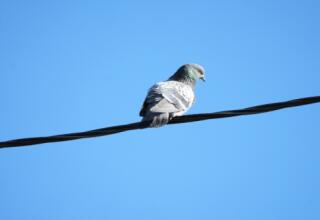 Tour di birdwatching in Uzbekistan